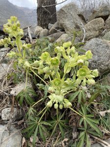 Helleborus Foetidus