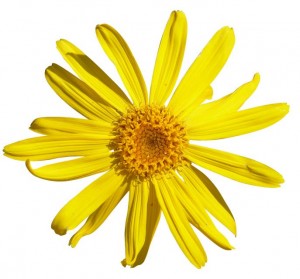 flor_arnica_color