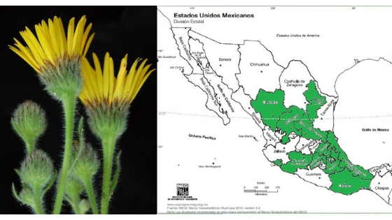 falsa arnica mexicana