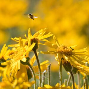 Visita a la floración de árnica 17 de junio