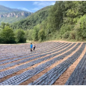 Visita a los campos de floración 25 de julio