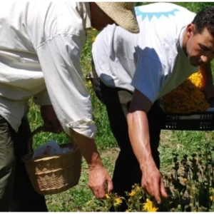 Visita a los campos de floración 1 de agosto