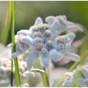 Visita a la floración de los campos 8 de agosto