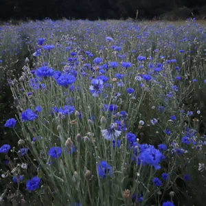 Visita a la floración de los campos 22 de agosto