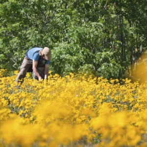 Visita a la floración de árnica 10 de junio