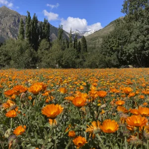 Visita a los campos de floración 22 de agosto
