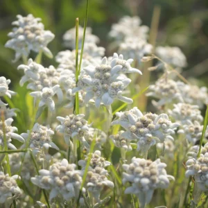 Visita a la floración de los campos 28 de junio