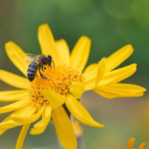 Visita a la floración de árnica 7 de junio