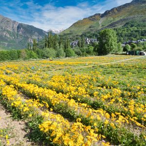 Visita a la floración de los campos 27 de junio
