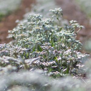 Visita a la floración de edelweiss 4 de julio