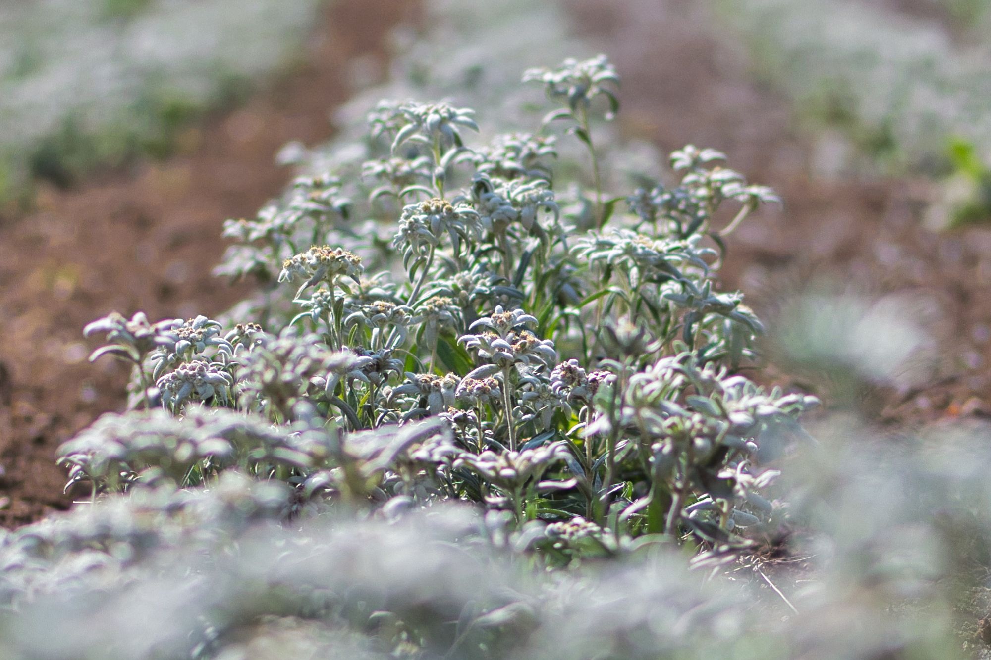 Visita a la floración de edelweiss 4 de julio