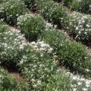 Visita a la floración de los campos 1 de agosto