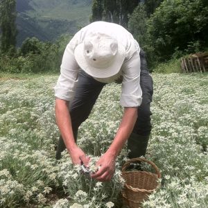 Visita a la floración de los campos 15 de agosto