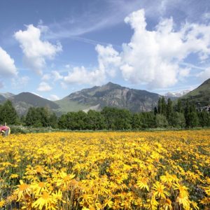 Visita a la floración de los campos 24 de junio