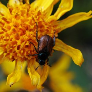 Visita a la floración de árnica 13 de junio