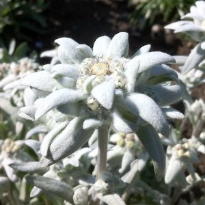 Visita a la floración de edelweiss 11 de julio