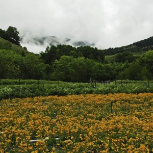 Visita a la floración de árnica 30 de mayo