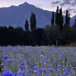 Visita a los cultivos 18 de julio - 18:00 h