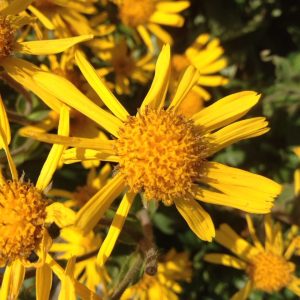 Visita a la floración de árnica 30 de mayo