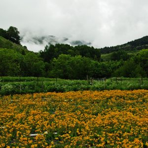 Visita a la floración de los campos 25 de julio