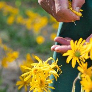 Visita a la floración de árnica y edelweiss 10 de junio