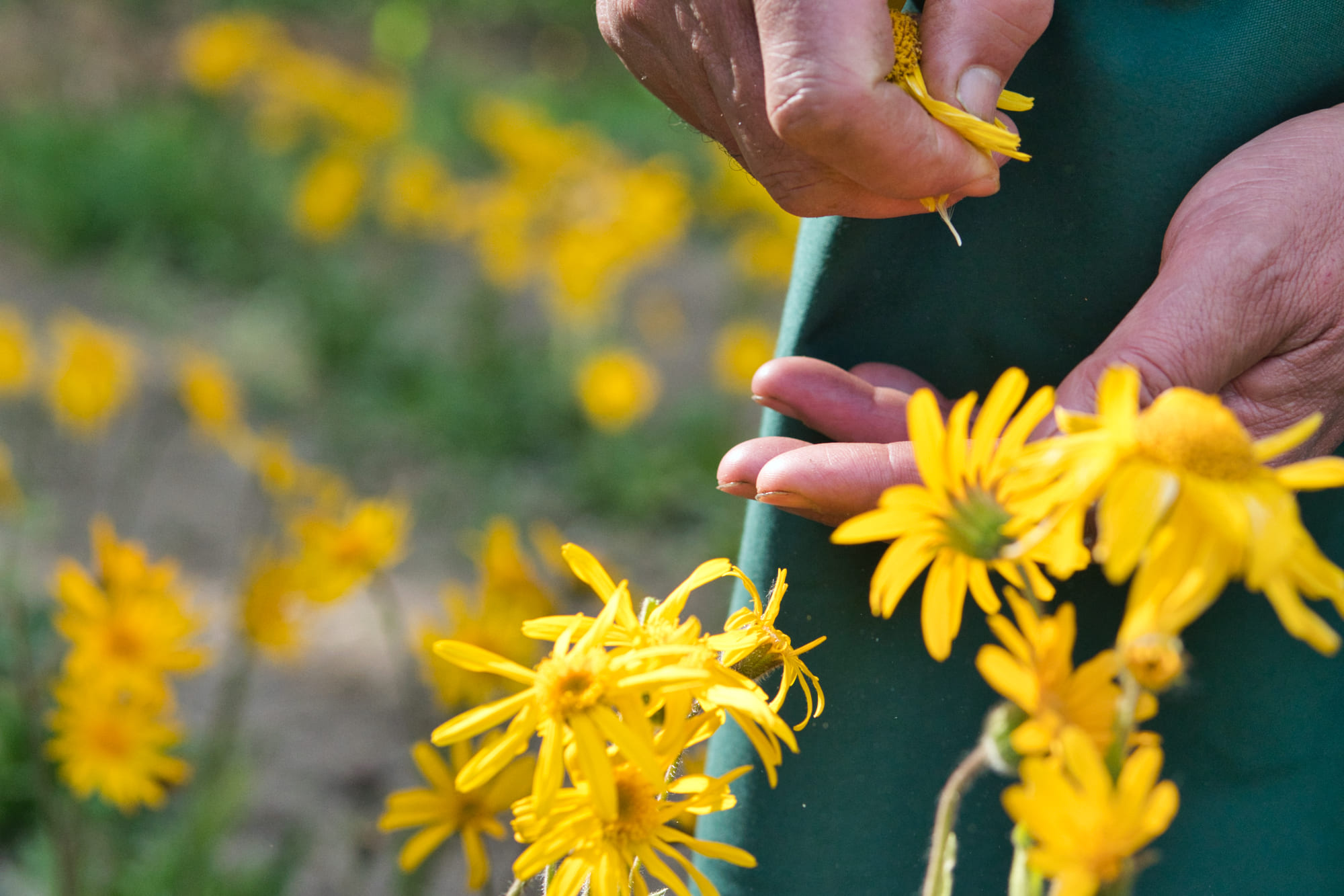 Visita a la floración de árnica 10 de junio