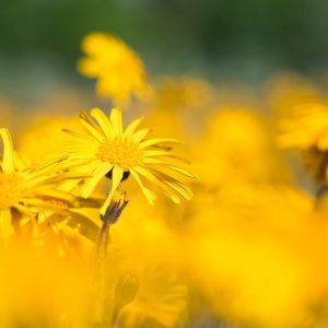 Visita a la floración de árnica y edelweiss 20 de junio