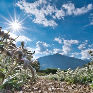 Visita a la floración de árnica y edelweiss 20 de junio