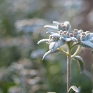 Visita a la floración de árnica y edelweiss 21 de junio